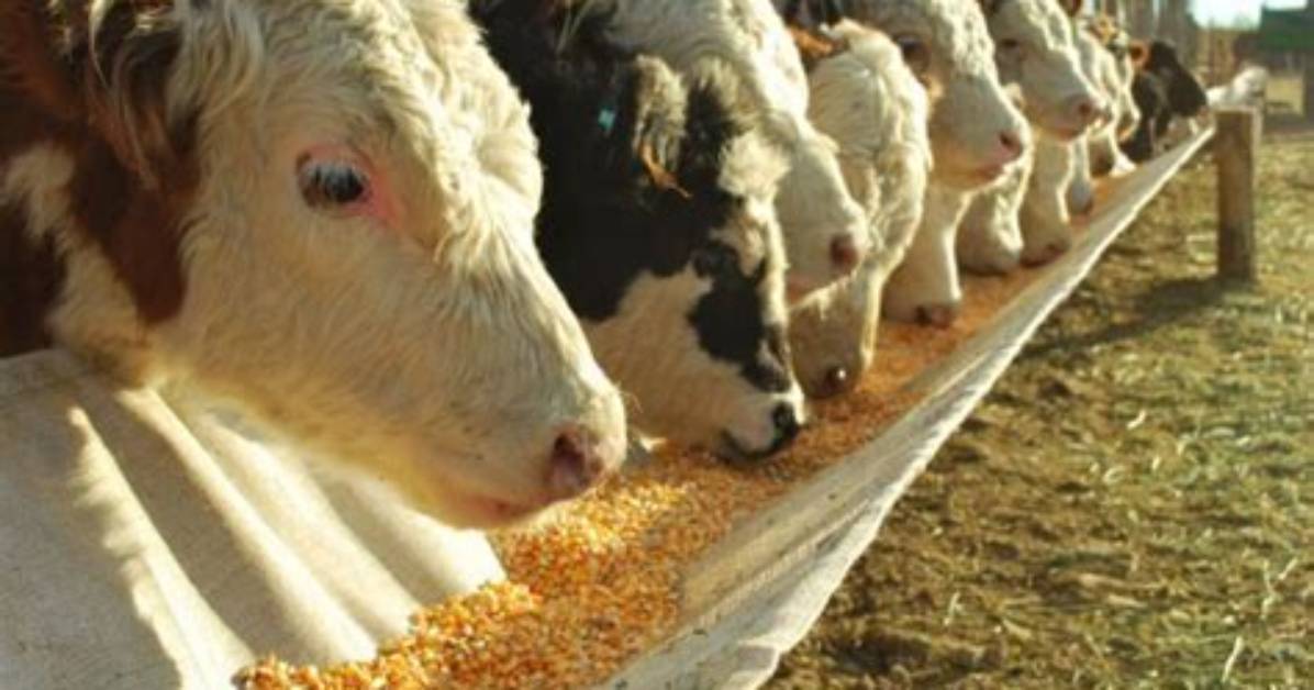 Which Animals Are Corn Fed?