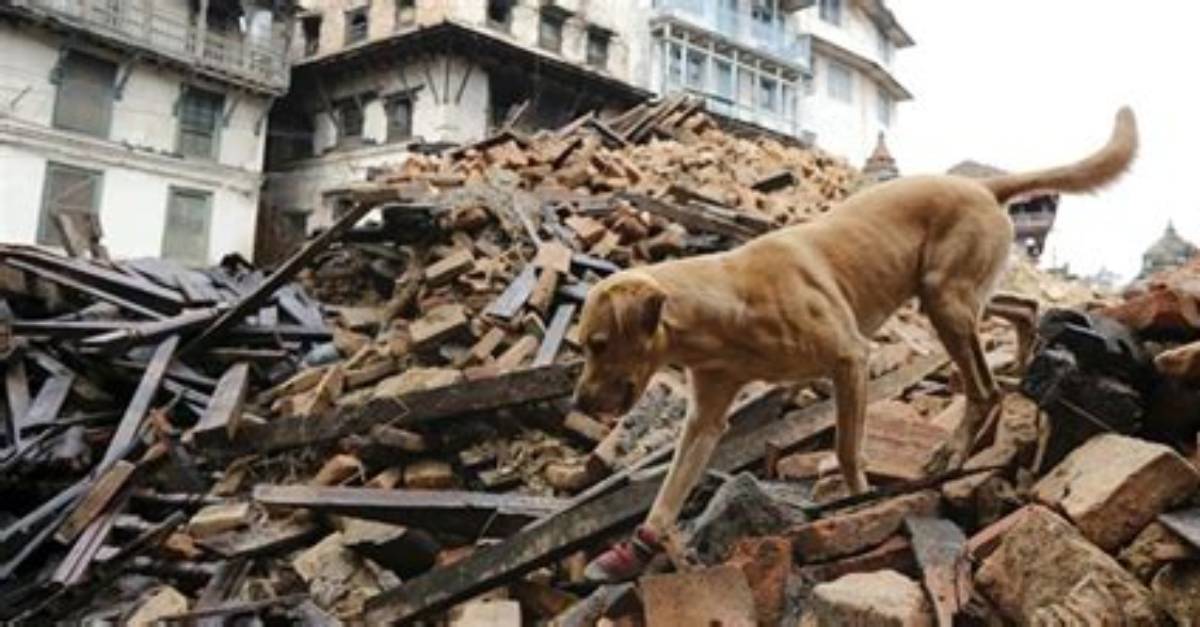 Which Animals Can Predict Earthquakes?