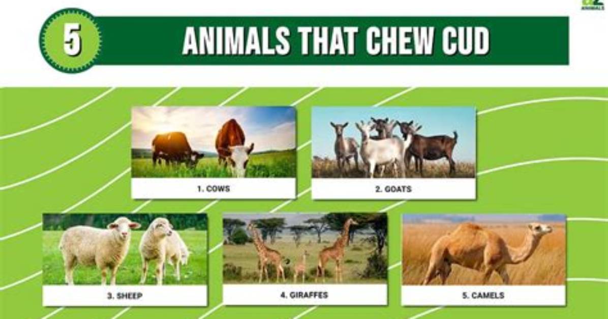 Which Animals Chew Their Cud?