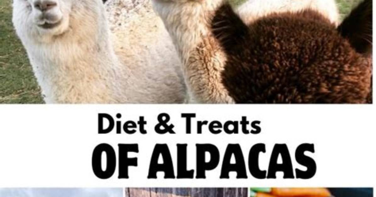 Which Animals Eat Alpacas?