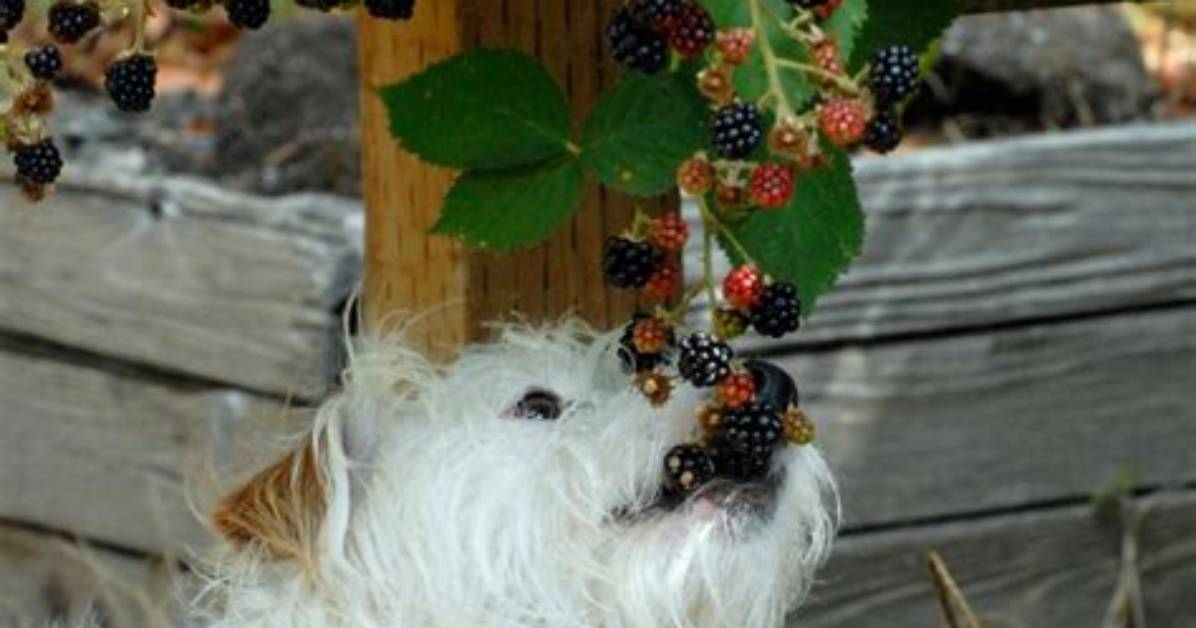 Which Animals Eat Brambles?