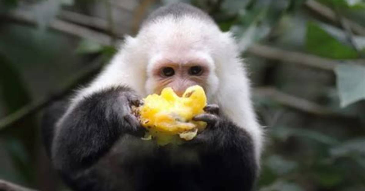 Which Animals Eat Capuchin?
