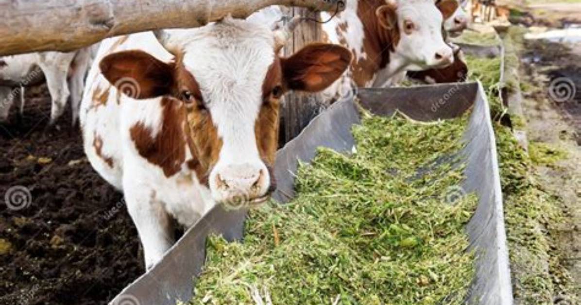 Which Animals Eat Silage?