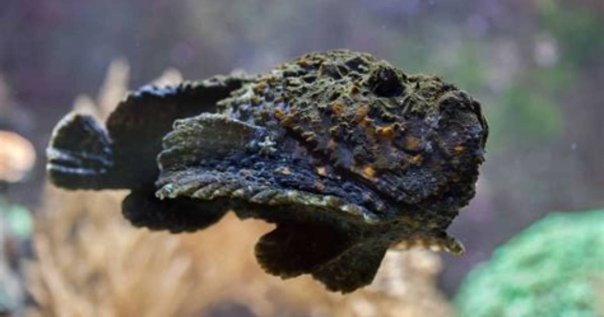 Which Animals Eat Stonefish?