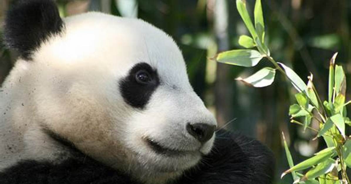 Which Animals Have a Snout?
