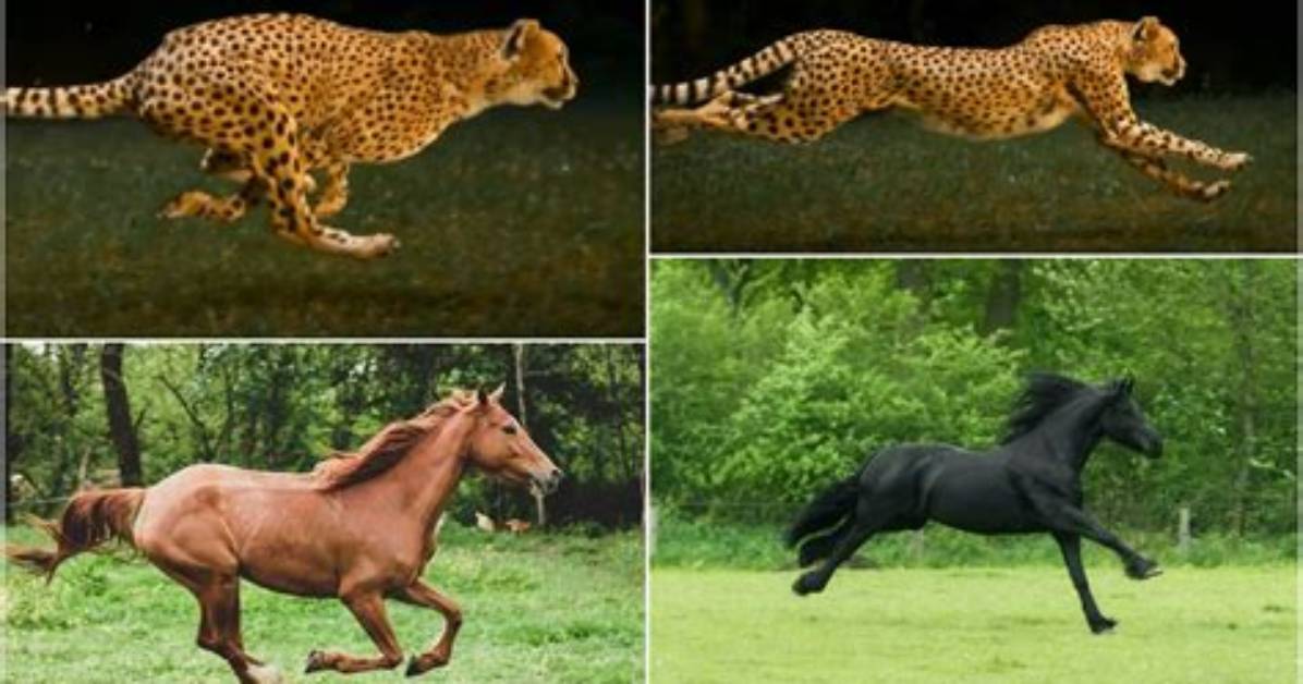 Which Animals Move by Galloping?