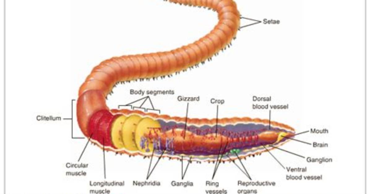 Which Annelids Have Haemocoel?