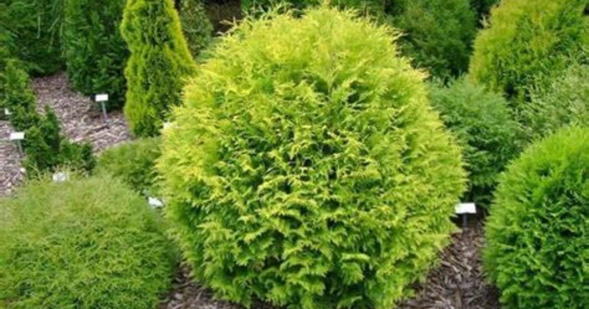 Which Arborvitae Are Deer Resistant?