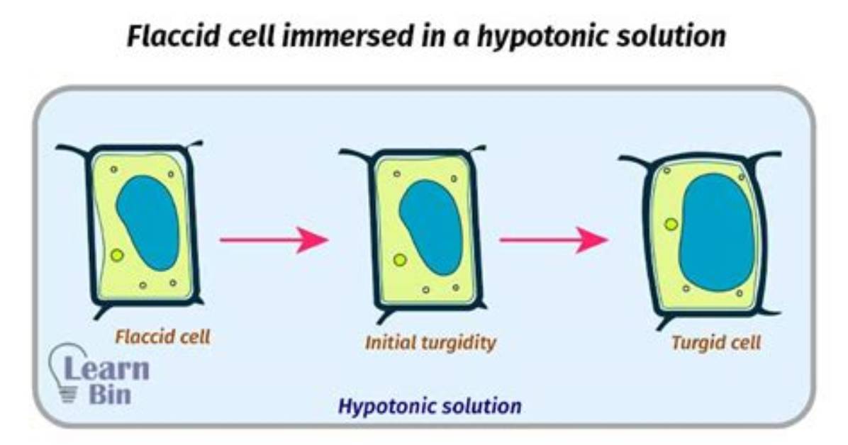 Which Are Flaccid Cells?