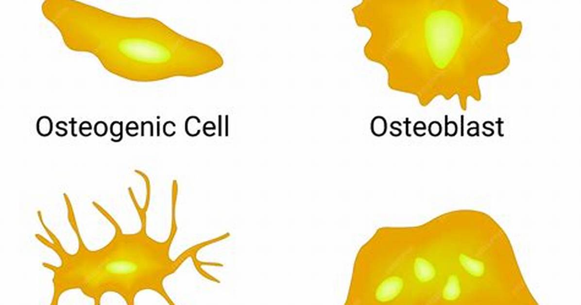 Which Are Osteogenic Cells?