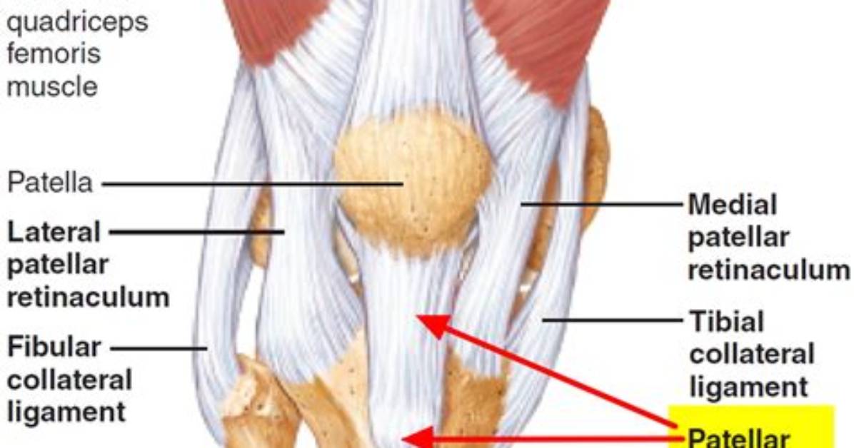 Which Are Patellar Ligament?