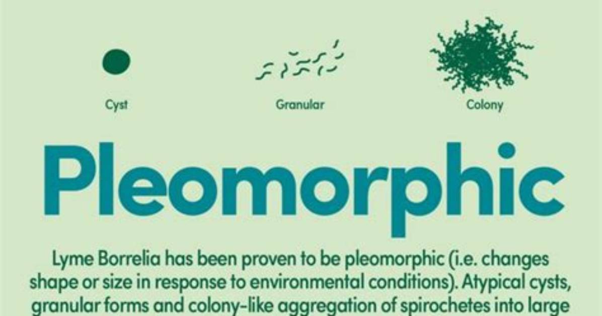 Which Are Pleomorphic Bacteria?
