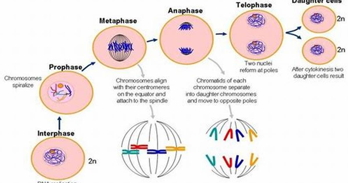 Which Are Replicated During Interphase?