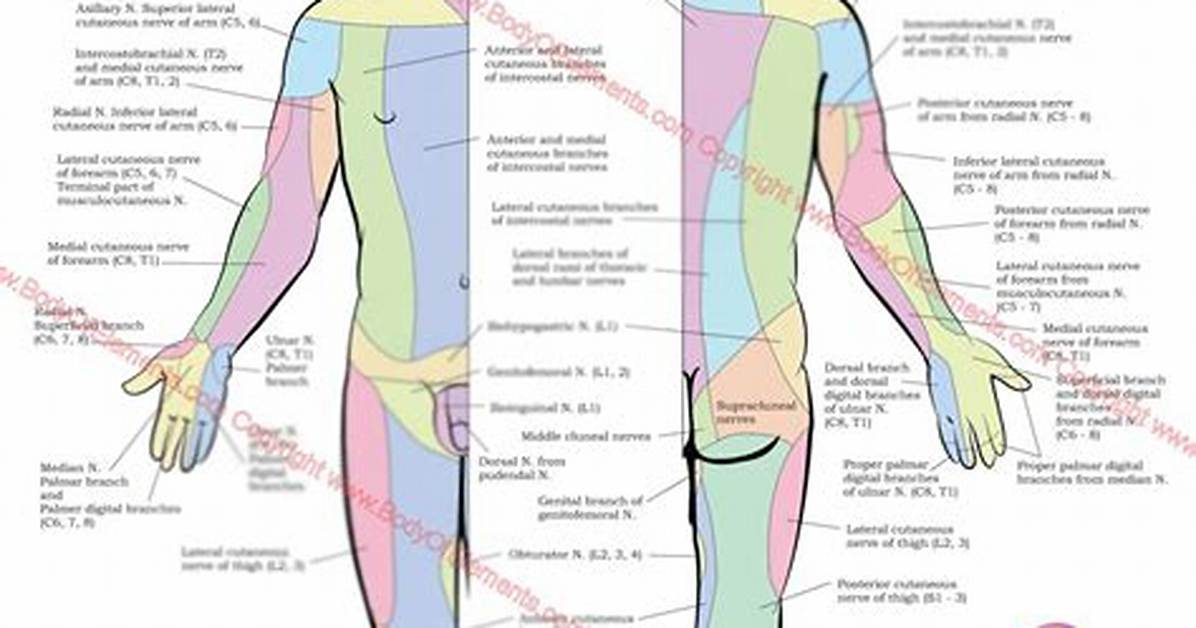 Which Are the Peripheral Nerves?