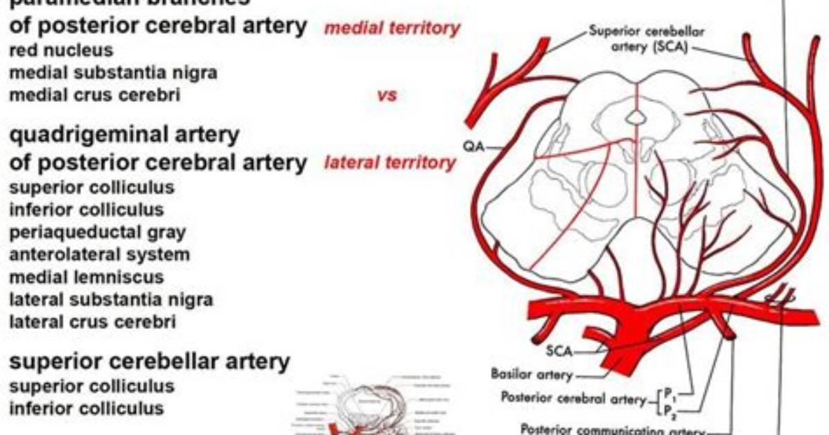 Which Artery Supplies Midbrain?