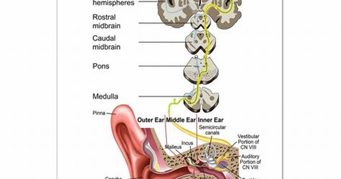 Which Auditory Pathway Is Specialized for Identifying Sounds?