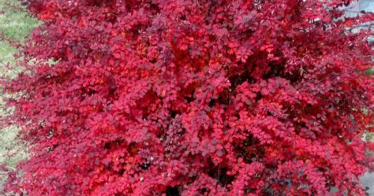 Which Barberry Is Evergreen?