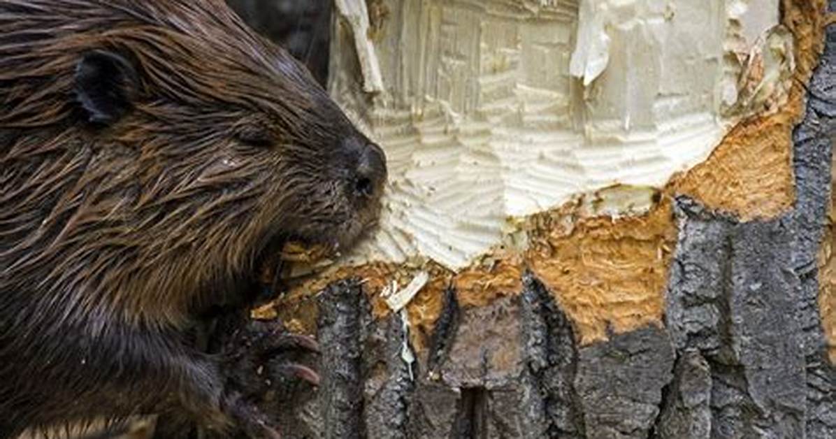 Which Beavers Eat Fish?