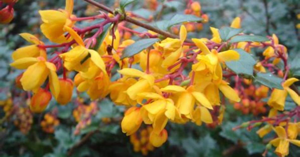 Which Berberis Are Evergreen?