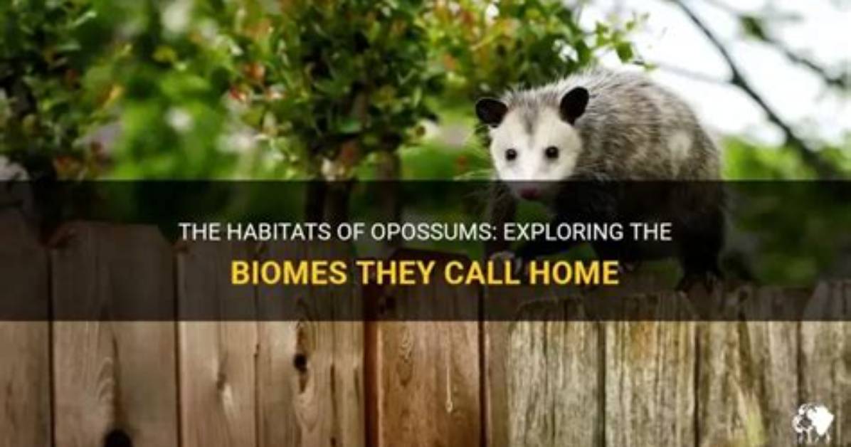 Which Biome Do Opossums Live in?