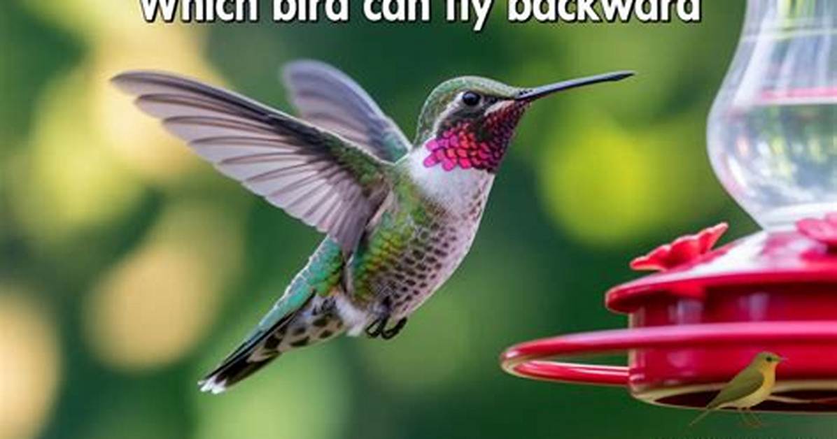 Which Bird Can Fly Backward and Forward?