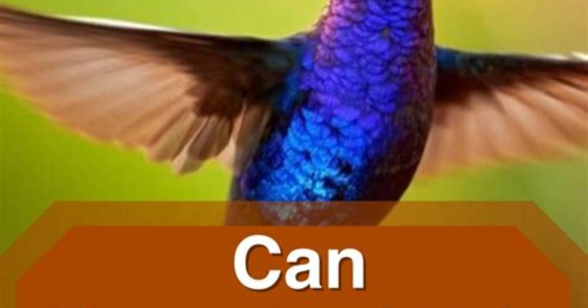 Which Bird Can Fly Backwards?