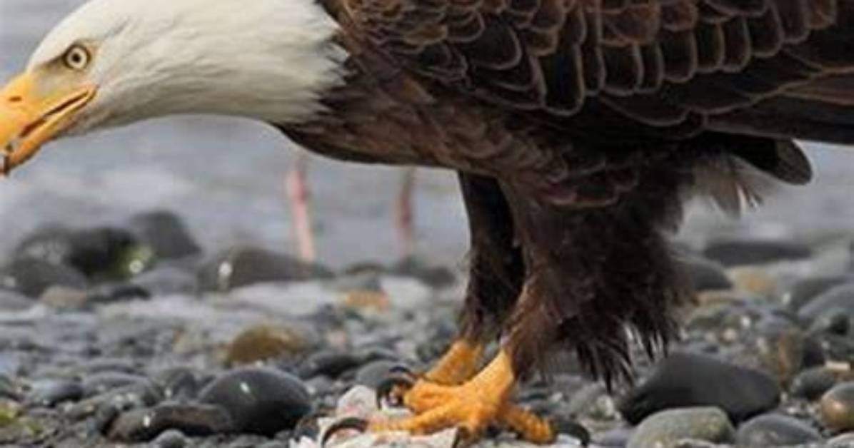 Which Bird Can Kill an Eagle?