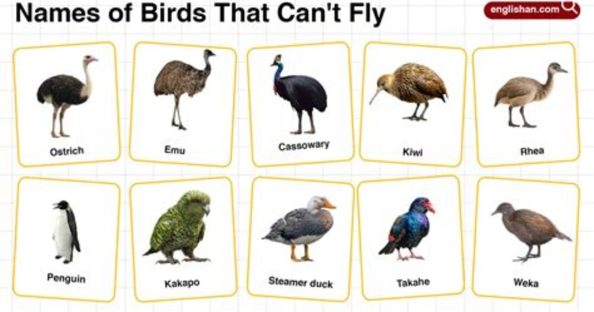 Which Bird Can Never Fly
