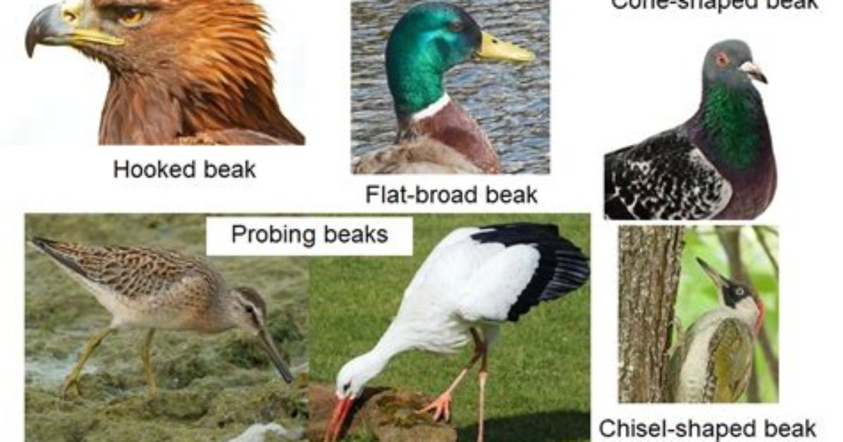 Which Bird Has Broad and Flat Beak