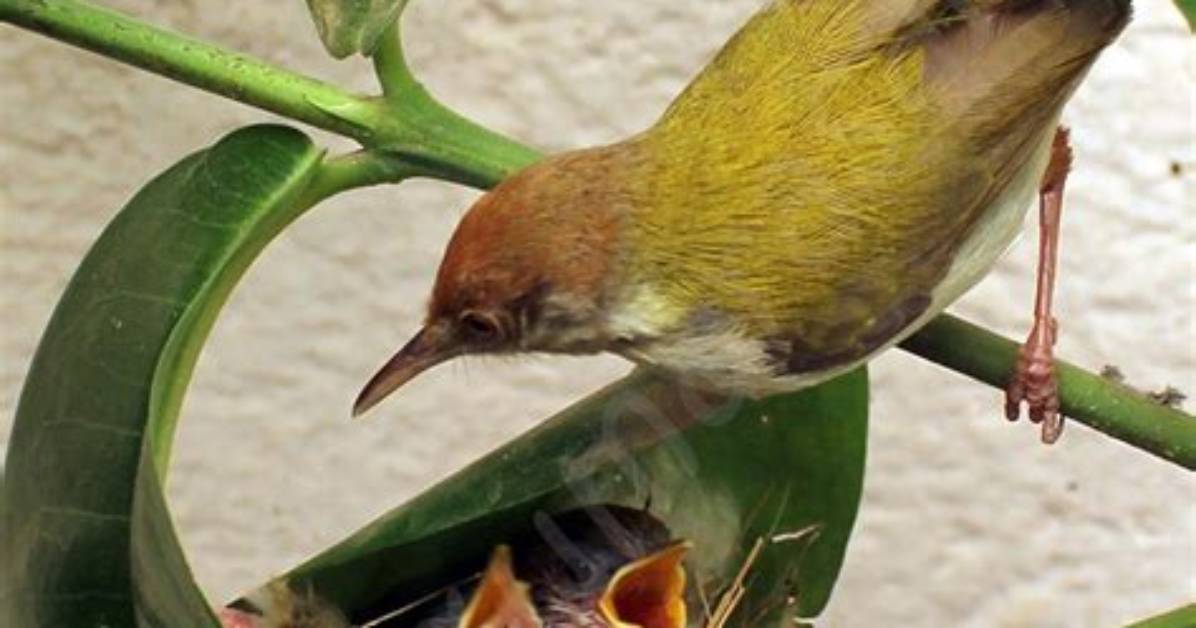 Which Bird Is Called Tailor Bird?