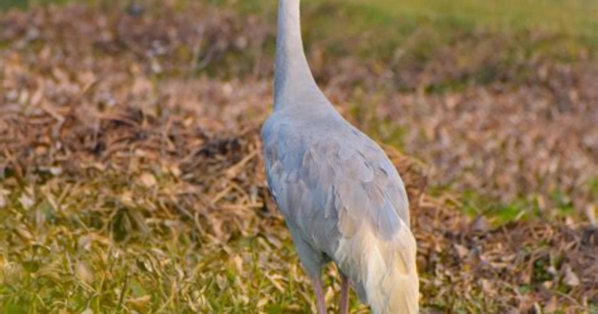 Which Bird Is Crane?