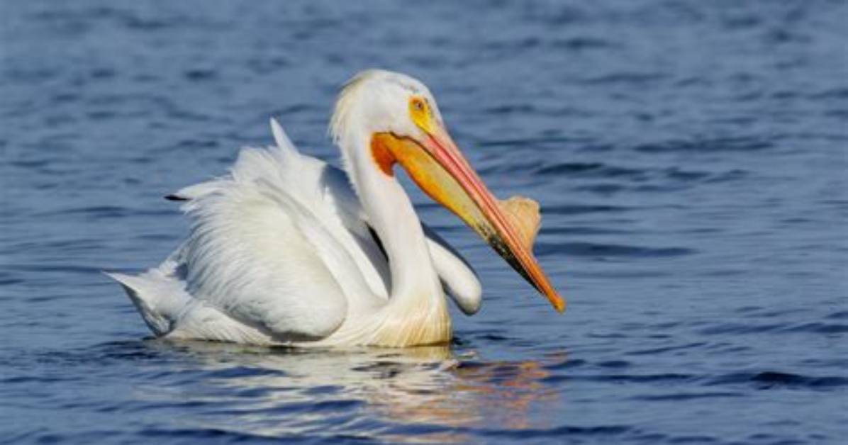 Which Bird Is Pelican?