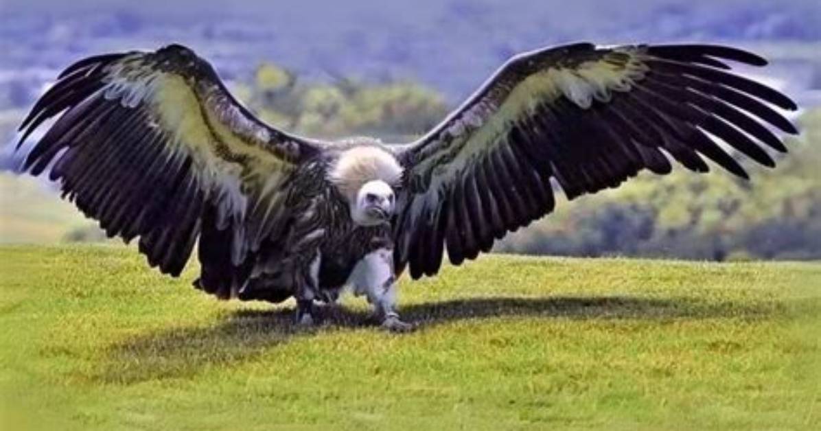 Which Bird Is the Largest?