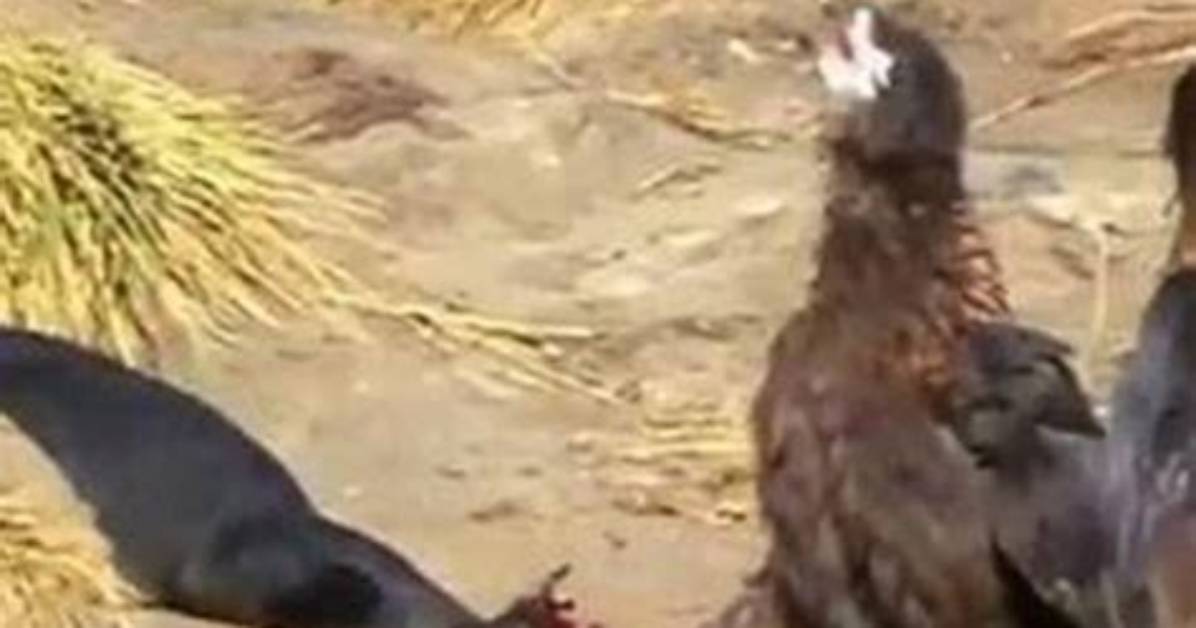 Which Birds Attack Blackbirds?