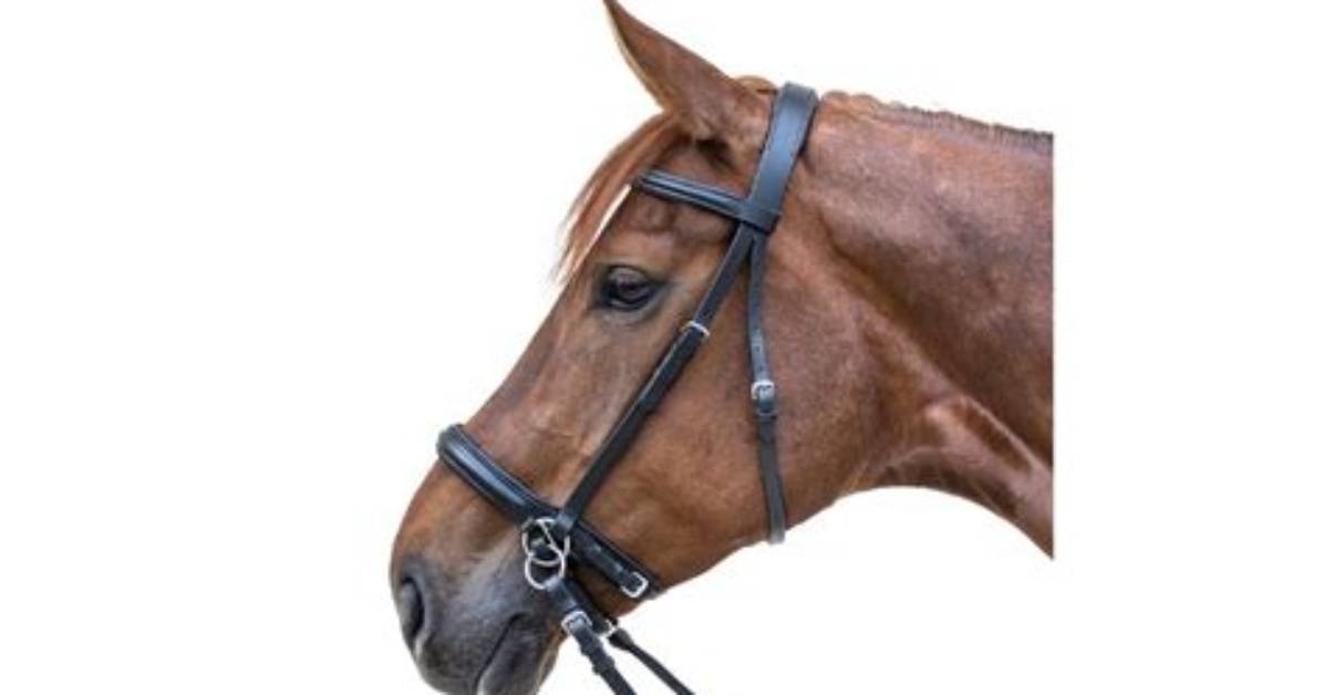 Which Bitless Bridle Is Best?