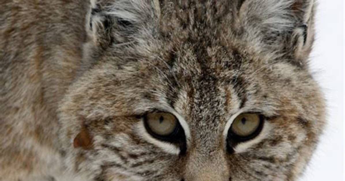 Which Bobcat Is Best?