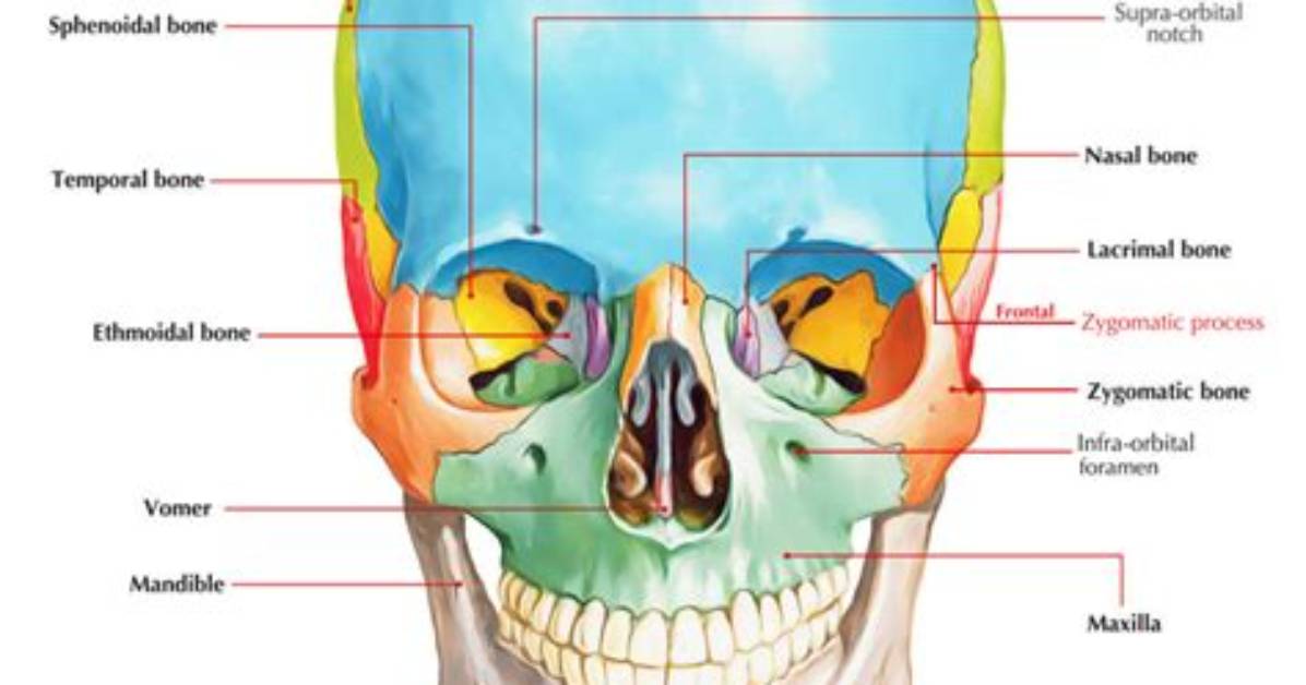 Which Bone Has a Zygomatic Process