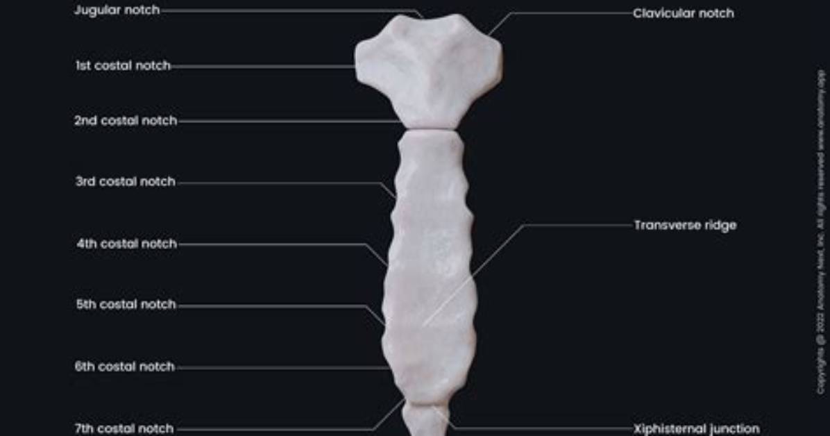Which Bone Is the Sternum?