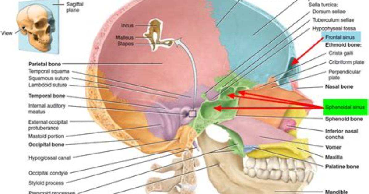 Which Bones Have a Sinus