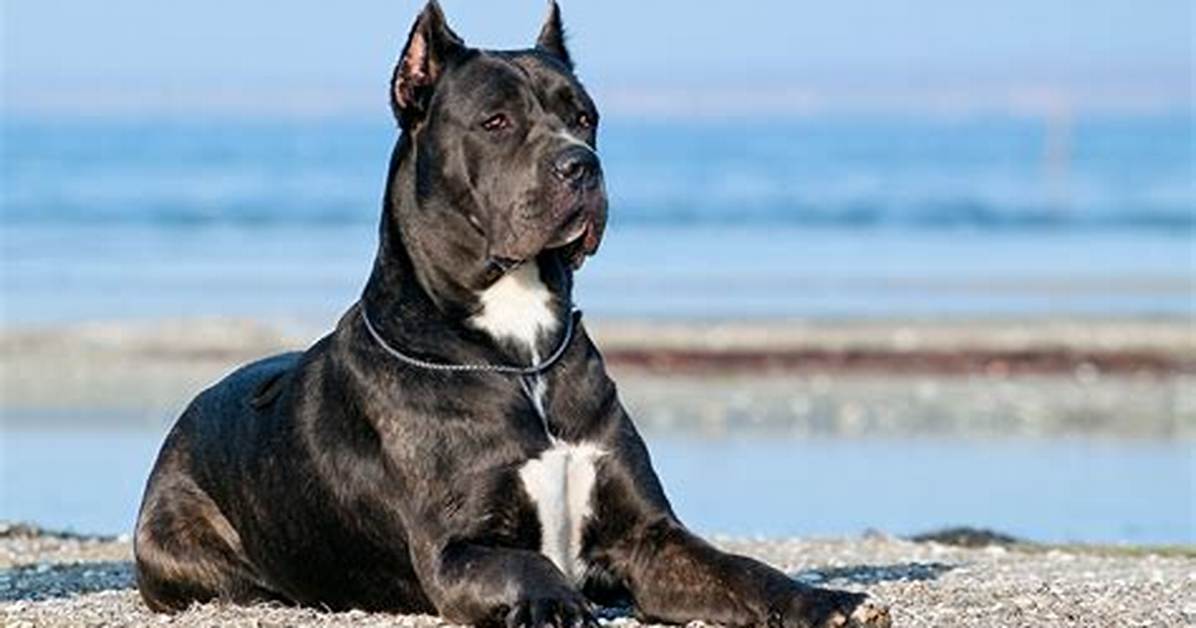 Which Breed Is Cane Corso?