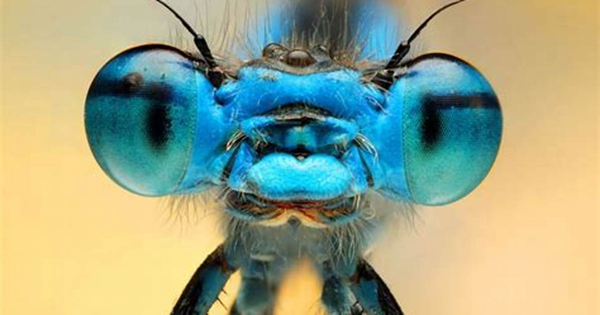 Which Bug Has the Most Eyes?