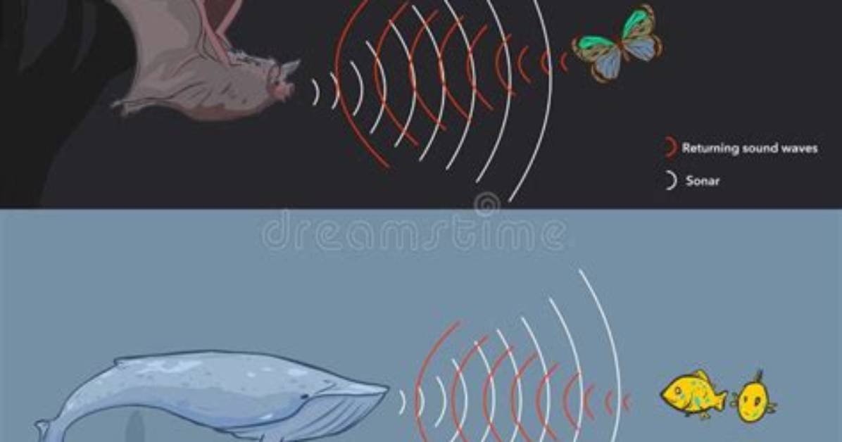Which Bugs Use Echolocation?