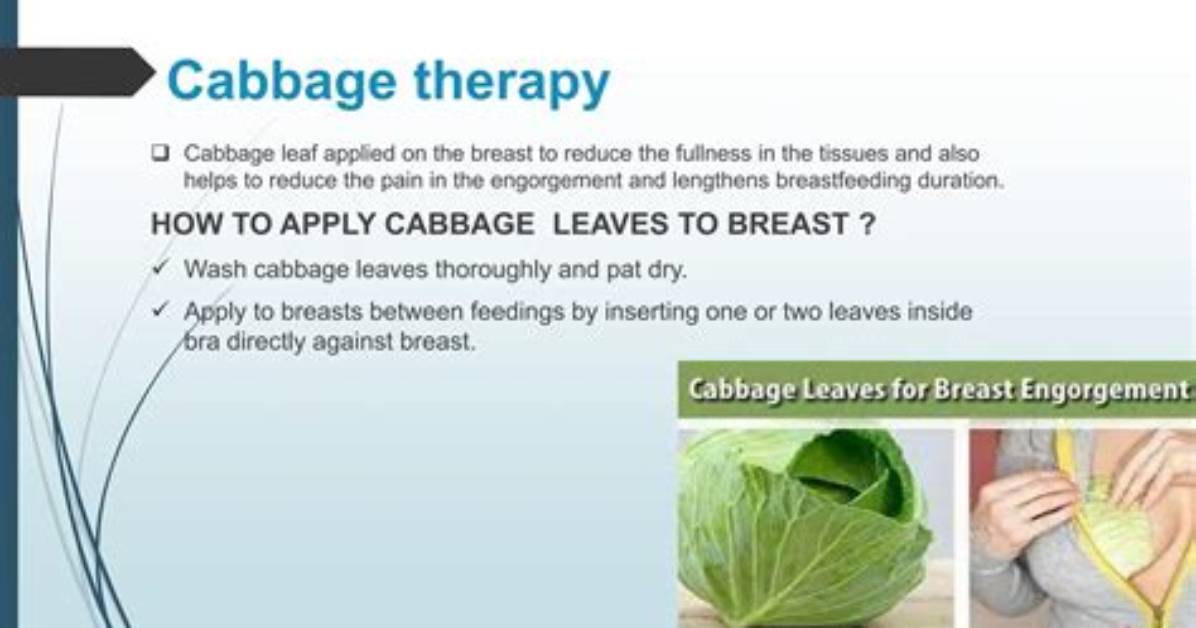 Which Cabbage for Engorgement?