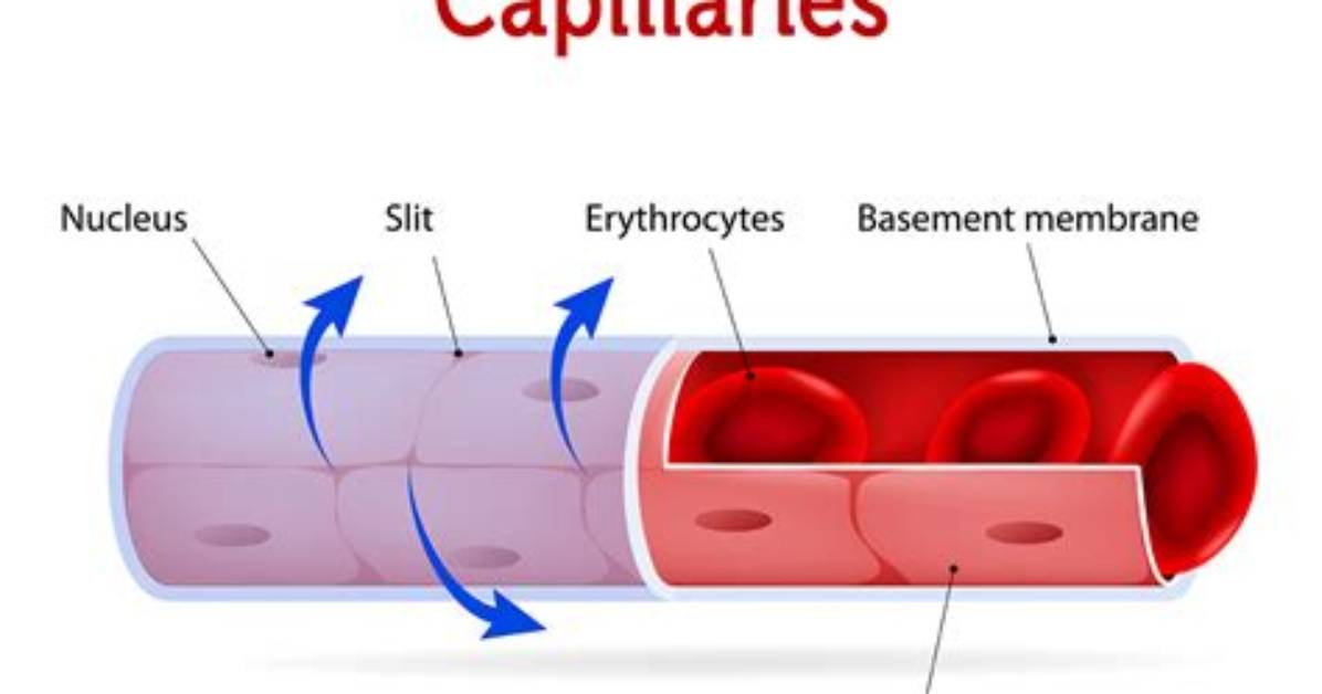 Which Capillaries Contain Valves?