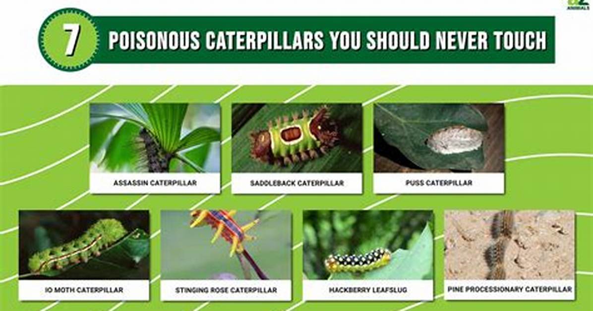 Which Caterpillars Are Poisonous?