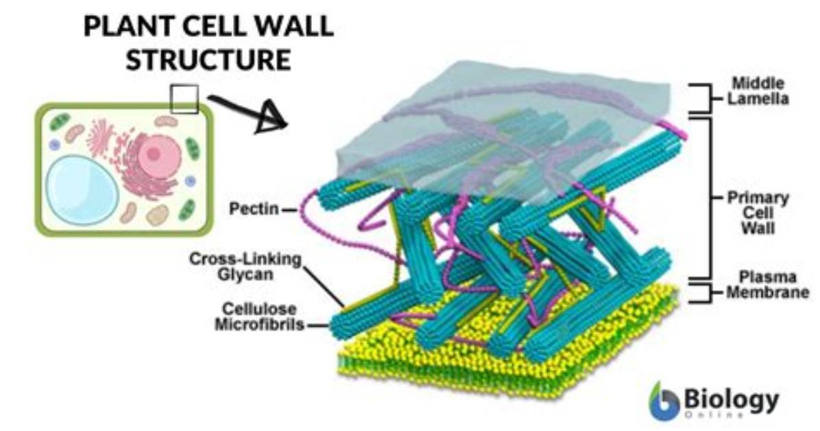 Which Cell Has Cell Wall?