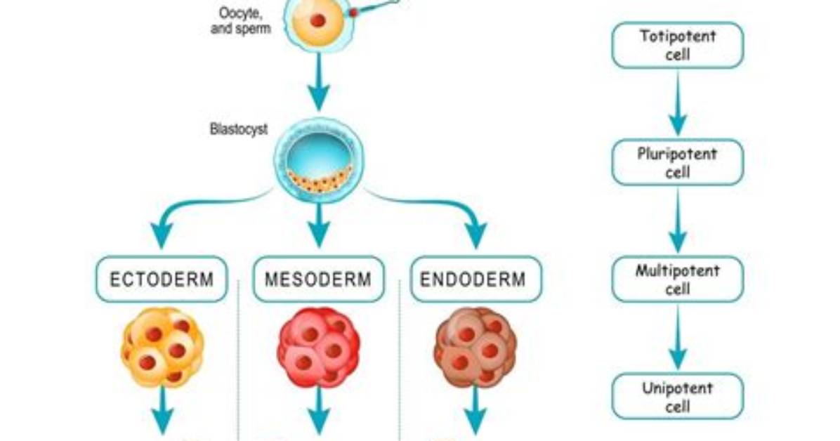 Which Cells Are Pluripotent?