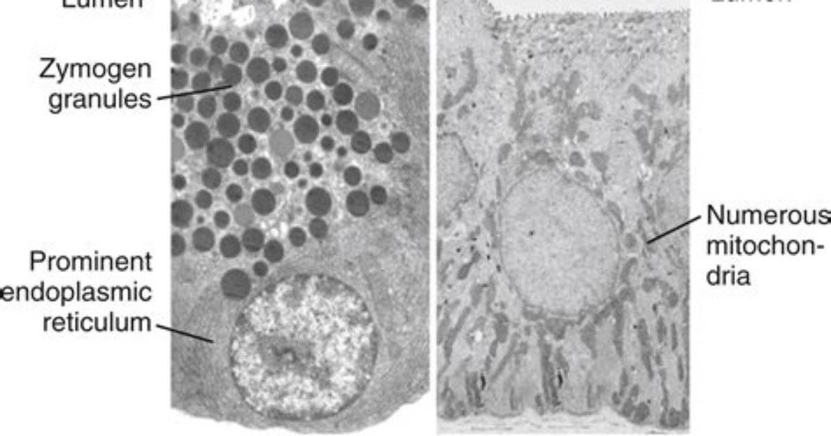 Which Cells Are Sometimes Called Zymogen Cells?
