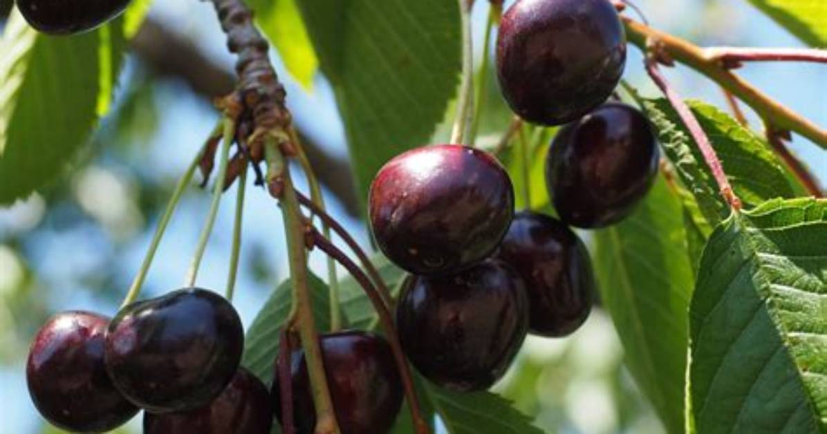 Which Cherry Tree Is the Sweetest