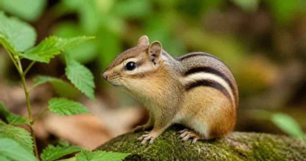 Which Chipmunks Have Stripes?